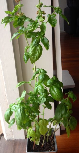 The Basil Tree.