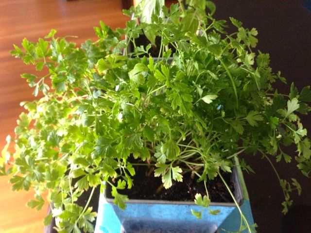 The Parsley Patch.