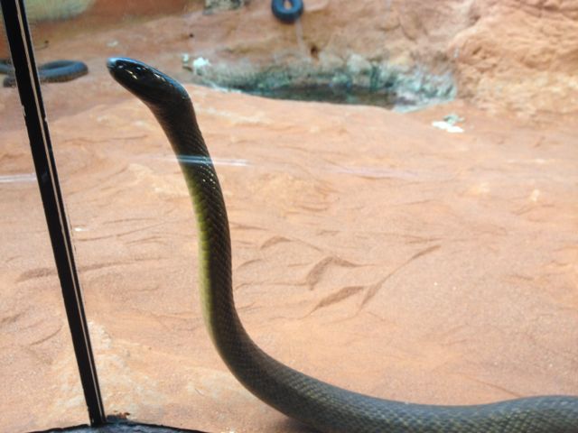 And this is the brilliantly named FIERCE SNAKE. The most venemous land snake in the world, apparently, so he definitely lives up to his name.