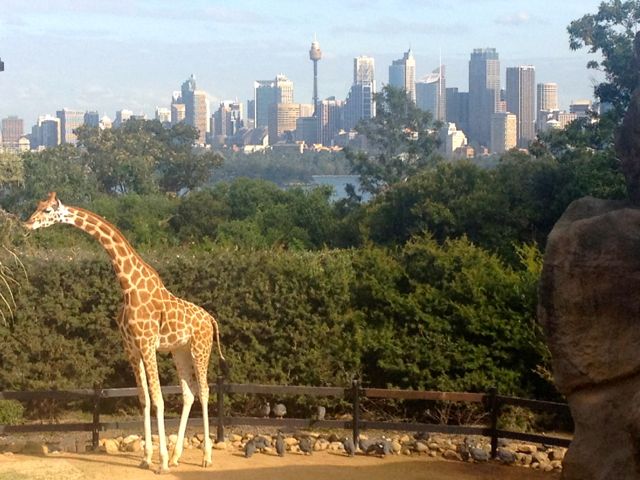 Now that's a meal with a view, lucky giraffe.
