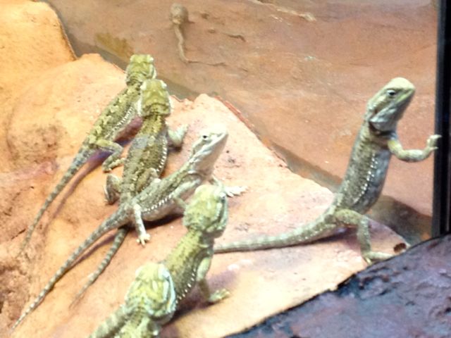 It's a bit blurry, but I like to think this Lawson's Bearded Dragon was trying to lead his mates in a daring escape attempt. 