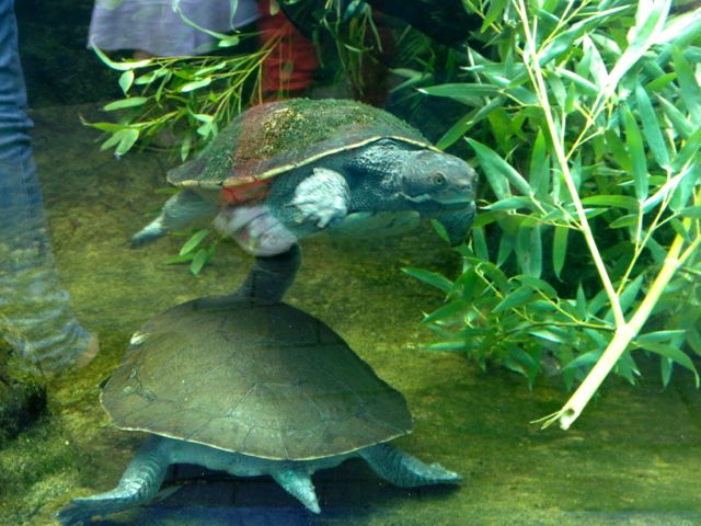 I like this photo because the Short Necked Turtle was coming right at me. Also because he sort of looks to be wearing a little girl's shoe. 