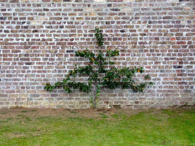 In the Phoenix Park kitchen garden, Dublin. 