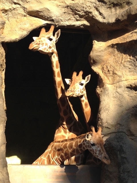 Yeah, yeah, hello everyone. Now hand over our breakfast.