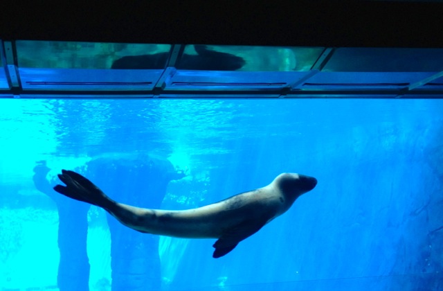 Up close and personal with the amazing leopard seal.