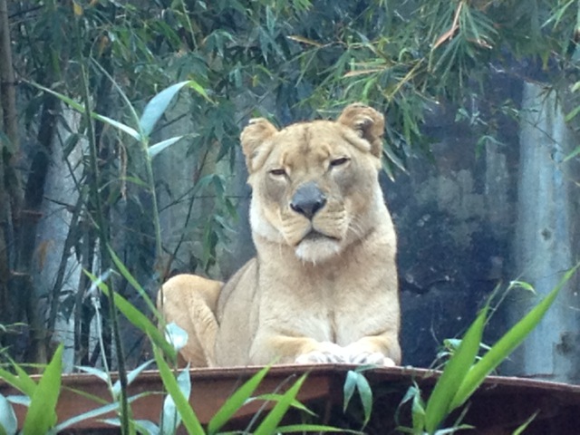 She looks lovely, but we were grateful for the extra thick glass between us, just in case...
