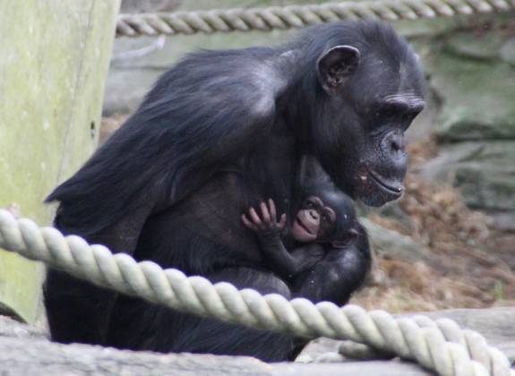 Shiba and her baby boy. [photo by Lisa Ridley]