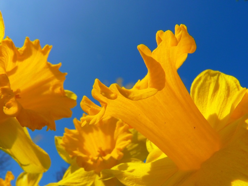 Springtime daffodil selfie. [image from Pixabay]