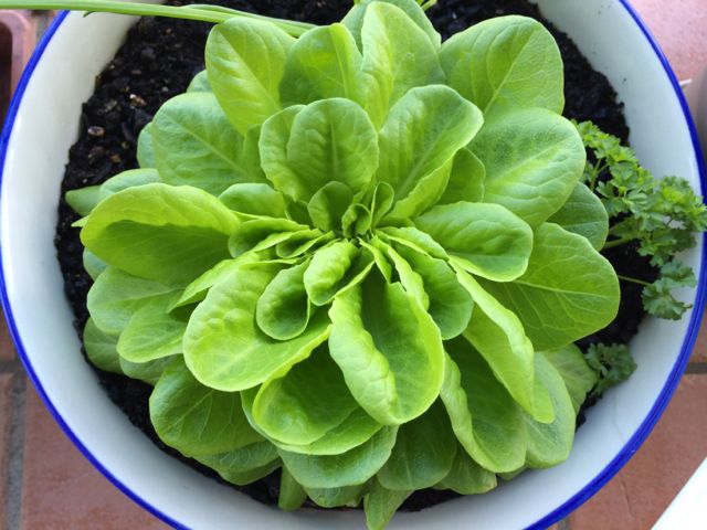 I can't pick any lettuce because I don't want to disturb the pretty arrangement of leaves.