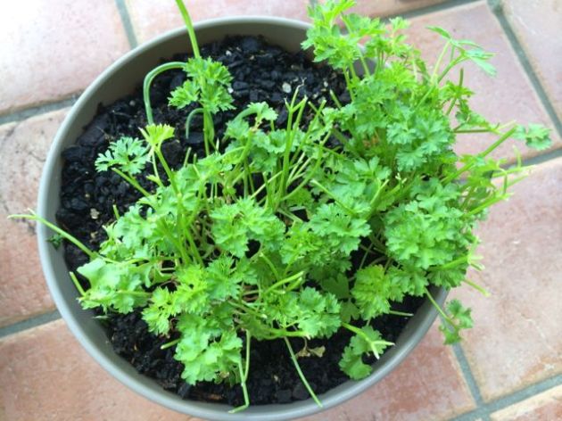 Parsley. The scene of the crime.