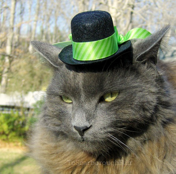cattophat